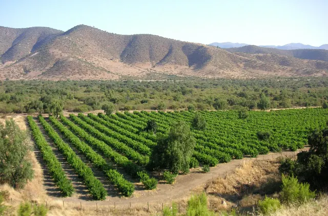 Viñedo en los faldeos de la cordillera